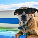 Small dog on a pontoon.