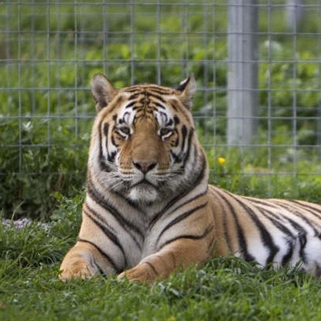 Tiger at Wisconsin Big Cat Rescue & Educational Center