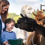A boy feeding an alpaca