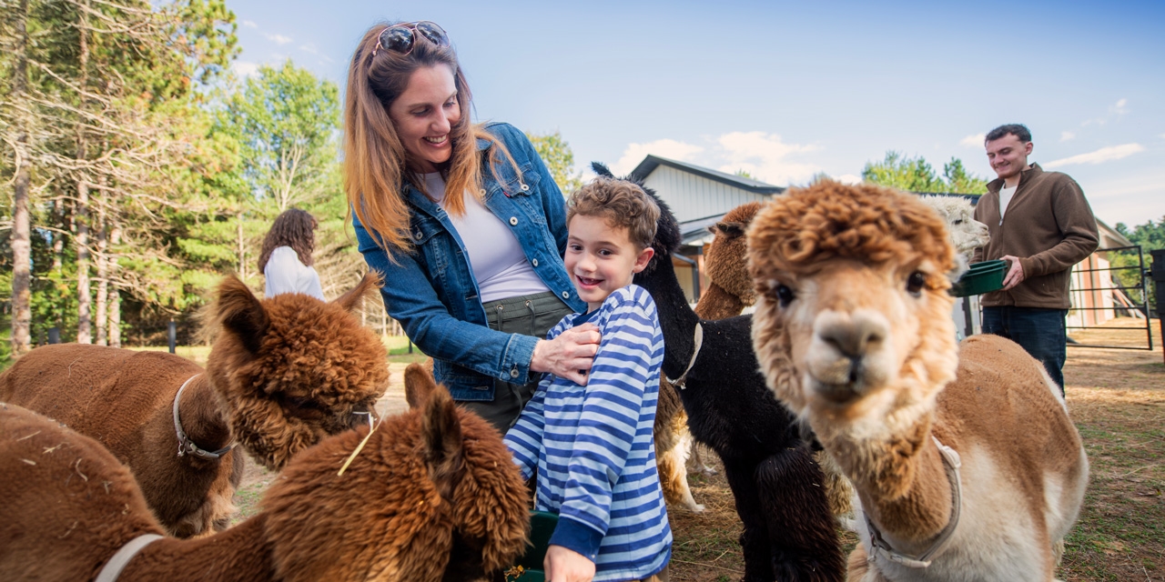 A boy feeding a group of alpacas with together with mother.