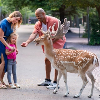 Family feeding a buck at Wisconsin Deer Park.