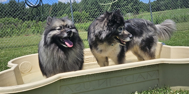 Two fluffy dogs in a small swimming pool.