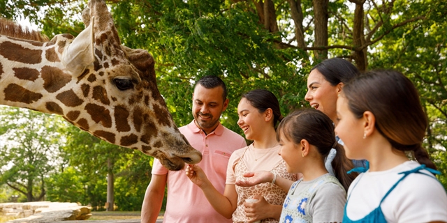 A family feeds a giraffe