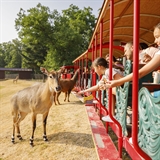 A girl offers an animal food from the Timbavati  train