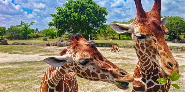 giraffes